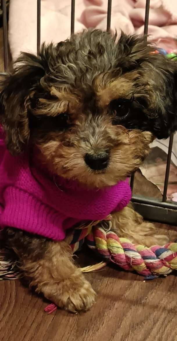 Maltipoo