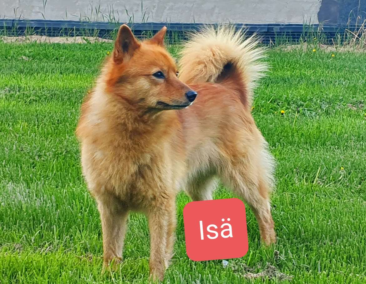 Isä