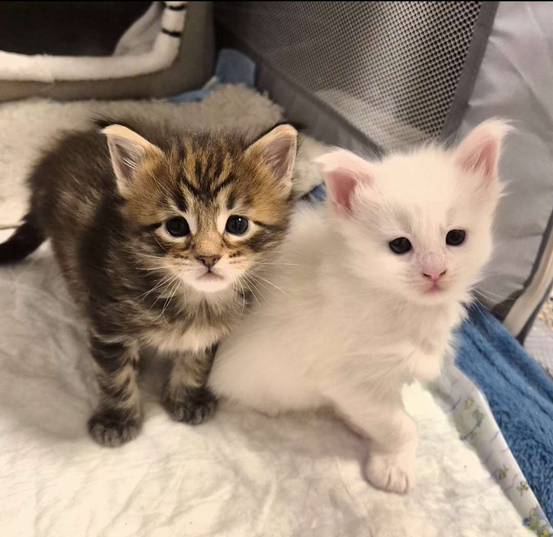 Maine Coon -kissanpennut
