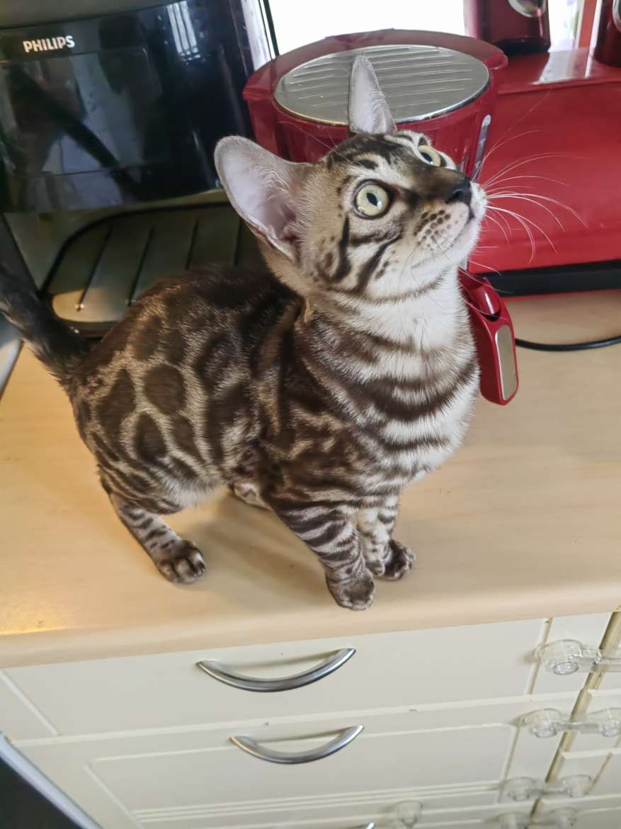 tyttö