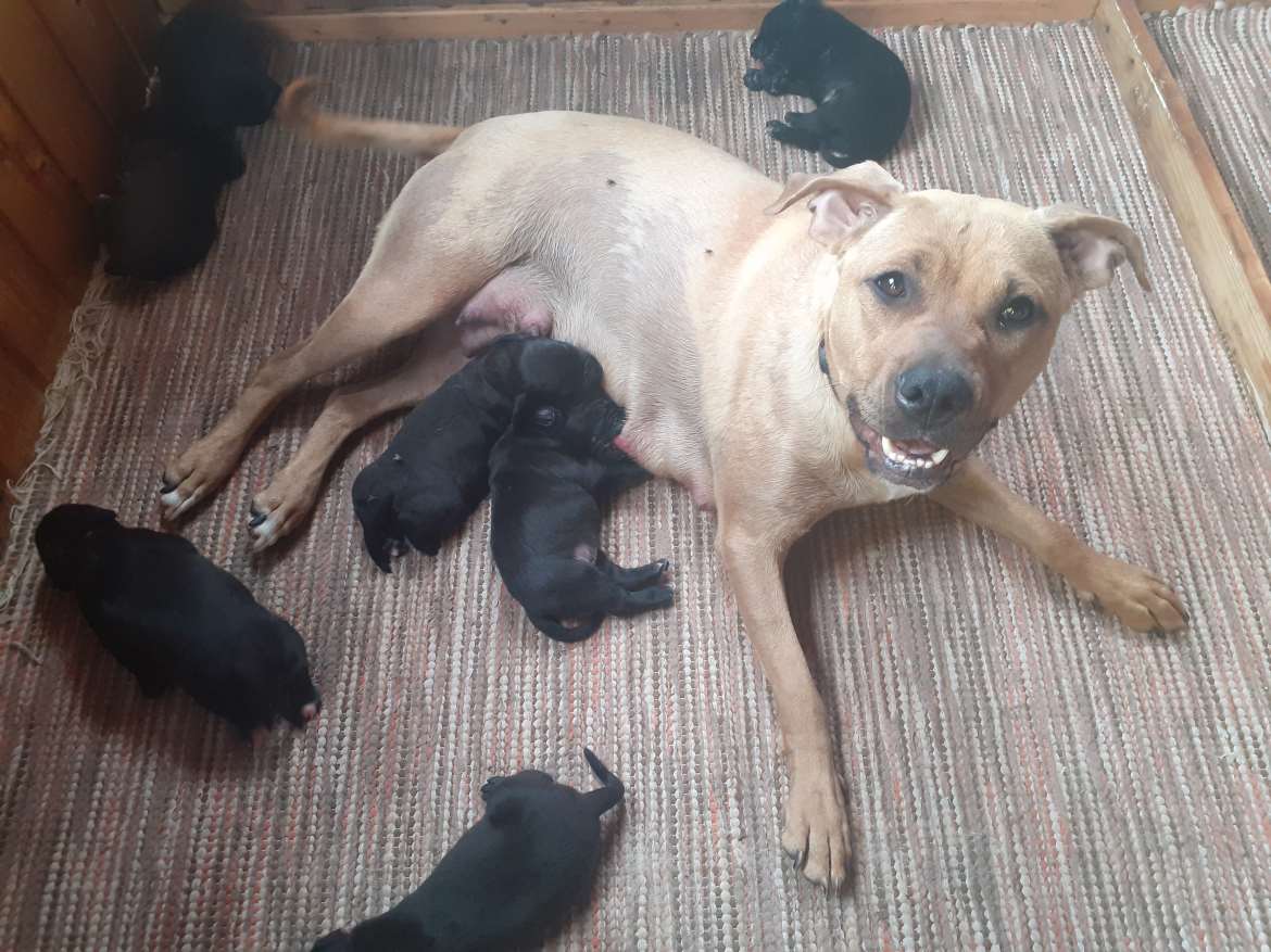 Pitbull/Labradorinnoutajan pentuja
