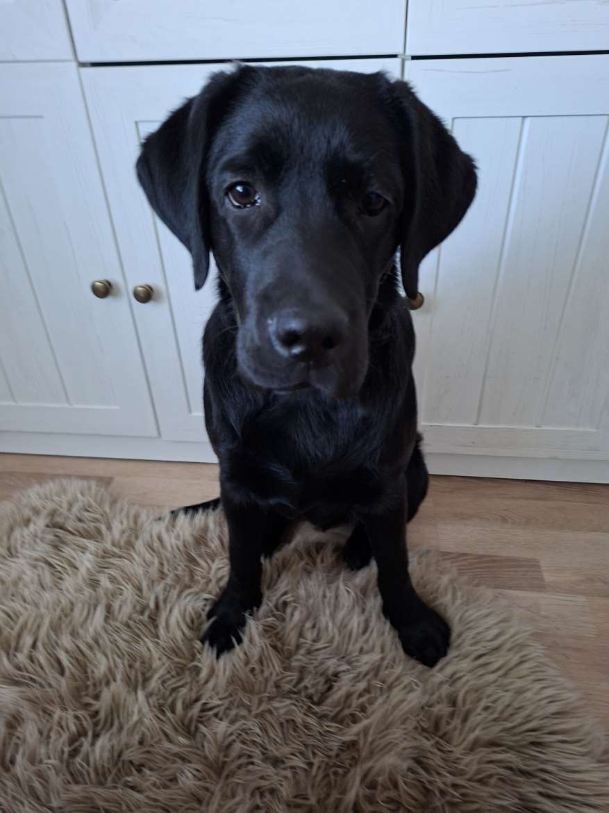Labradorinnoutajan pentu