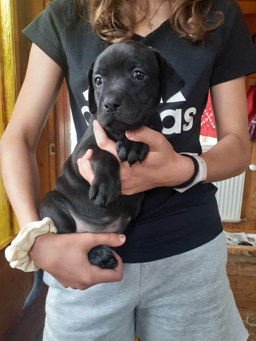 Pitbull/Labradorinnoutajan pentu