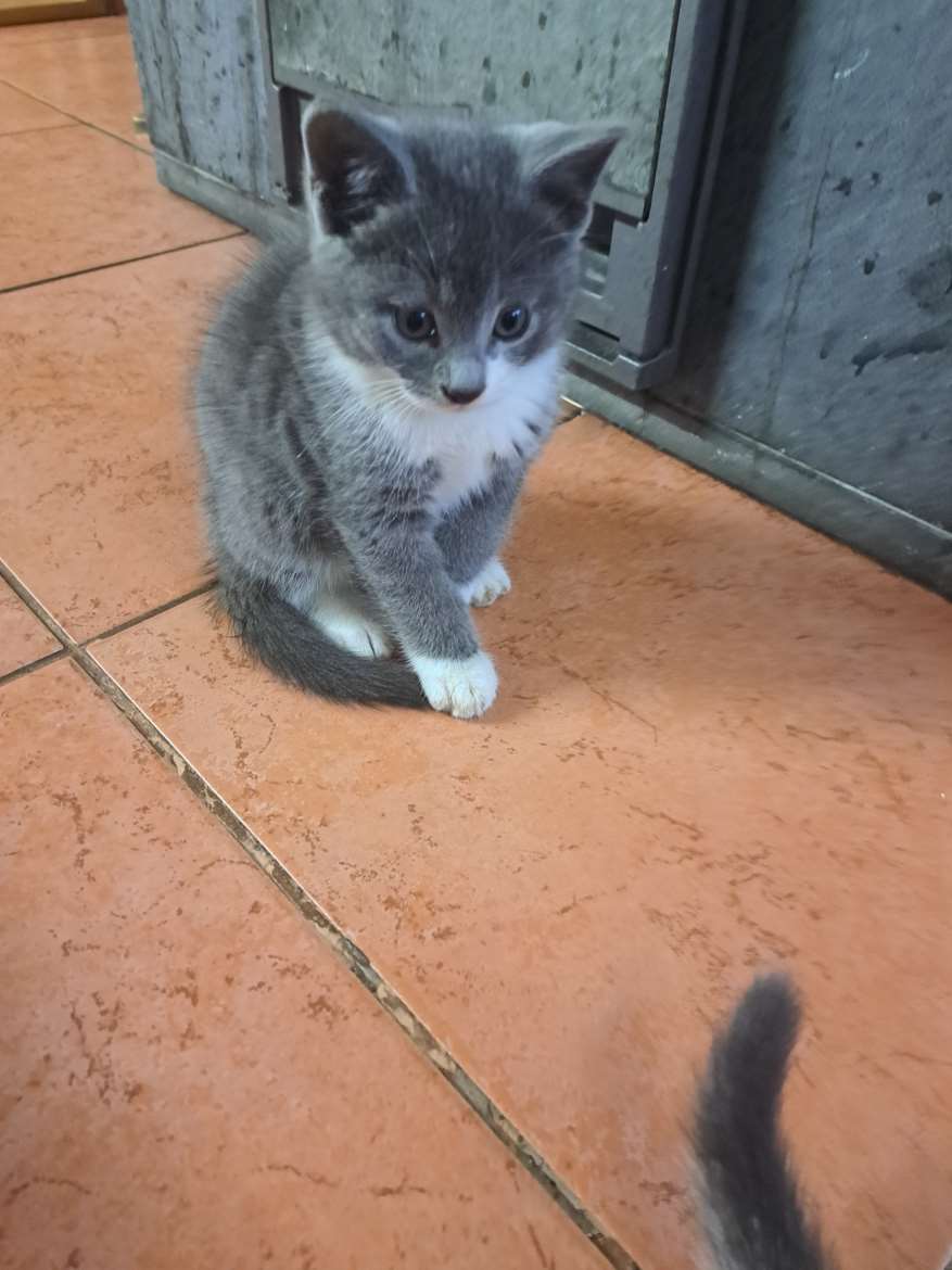 Tyttö