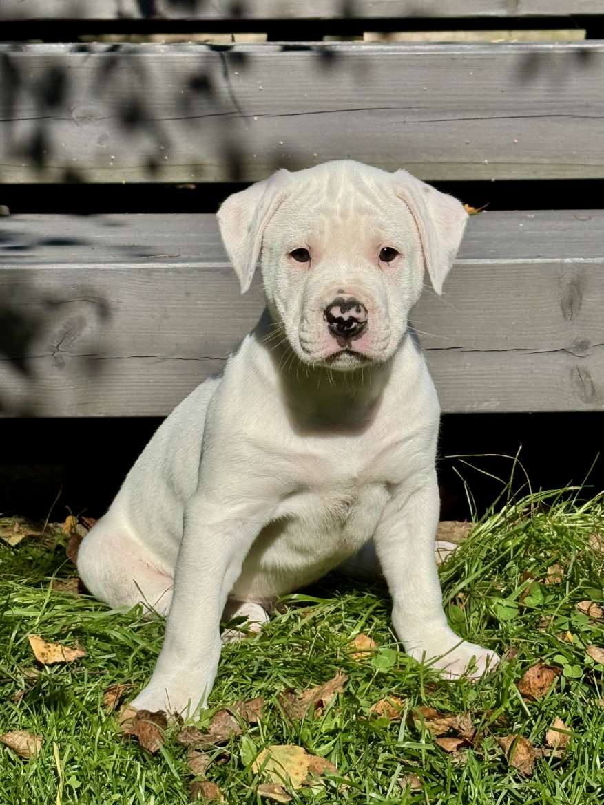 DogHill’s NorthernLights