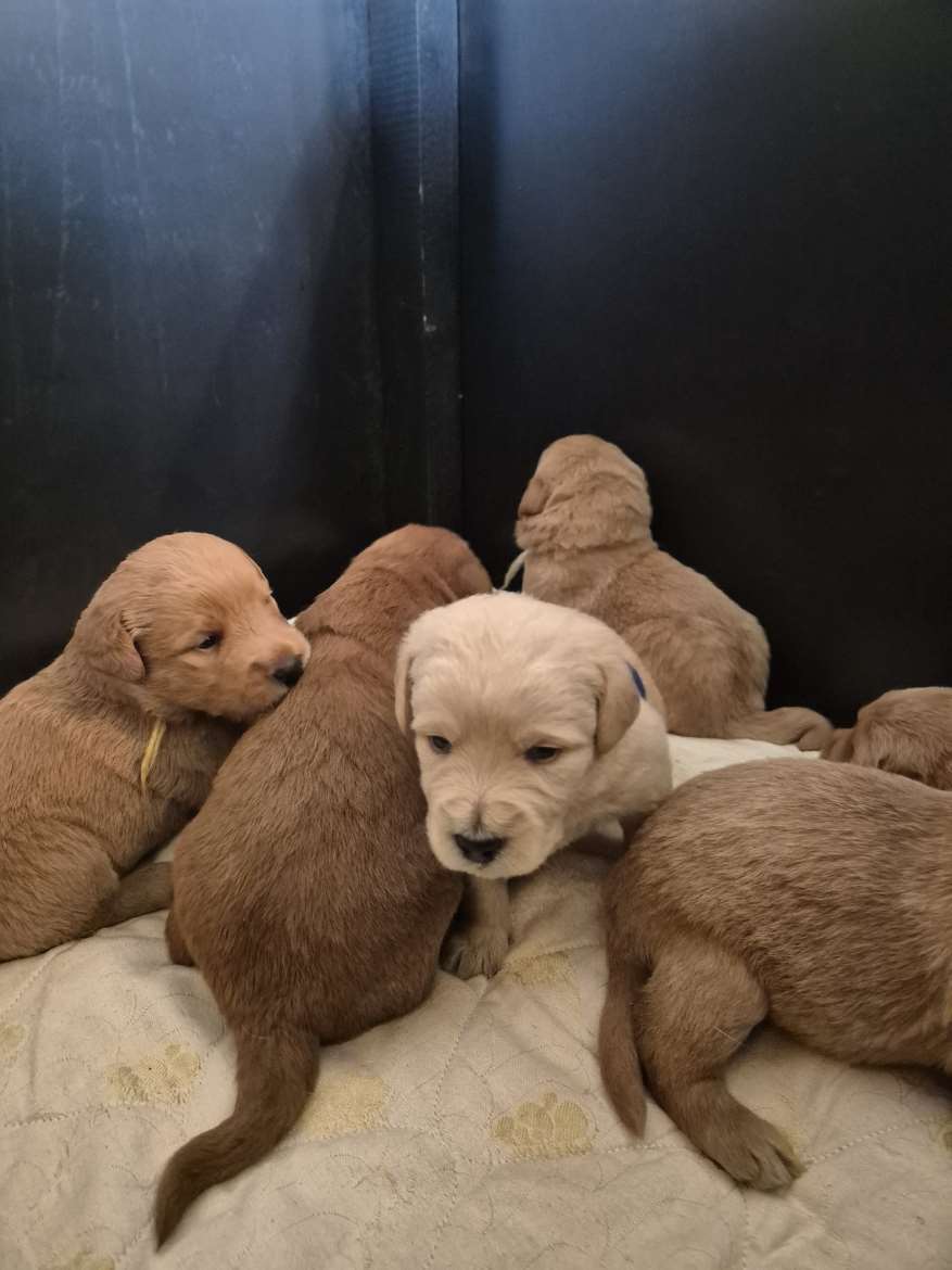 Labradoodle pennut