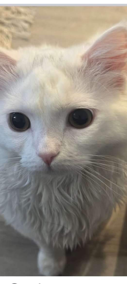 Myydään kissanpentu 5,5 kk