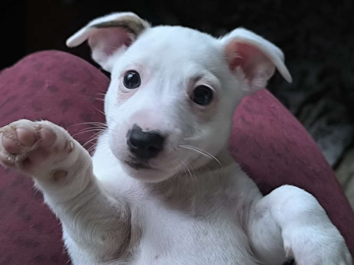 Jackrussellinterrierin pentuja