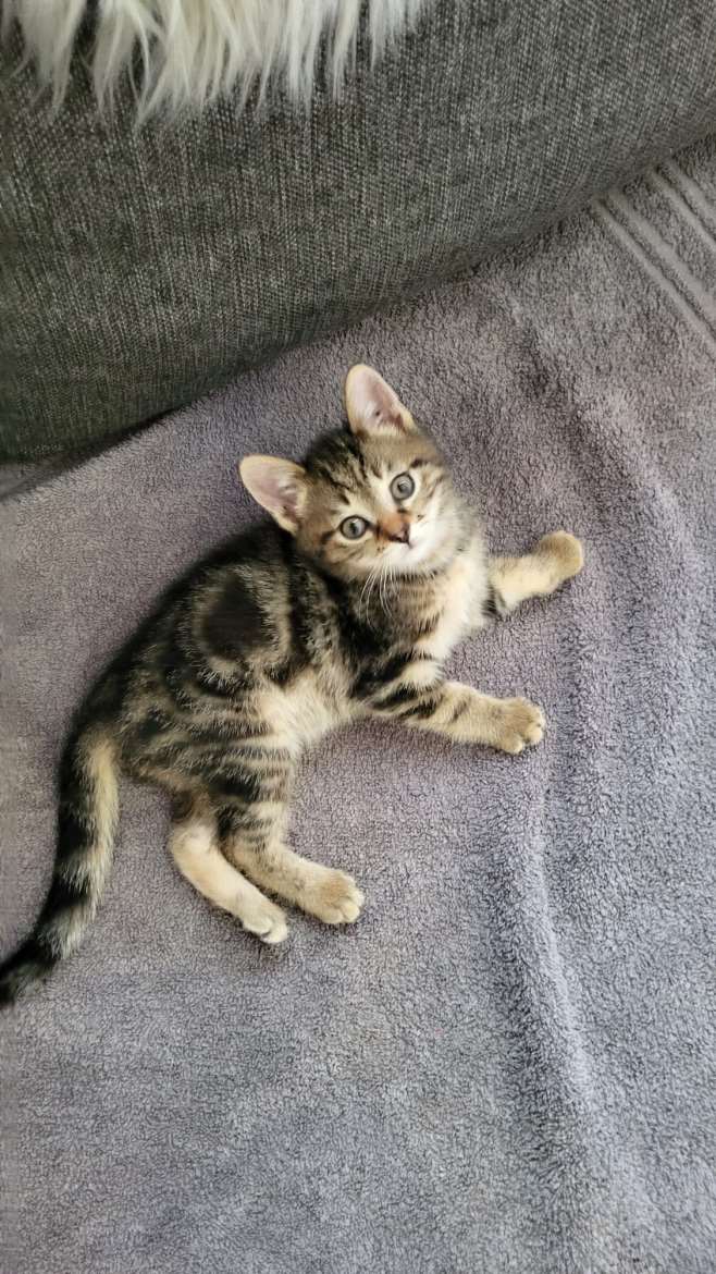 Tyttö