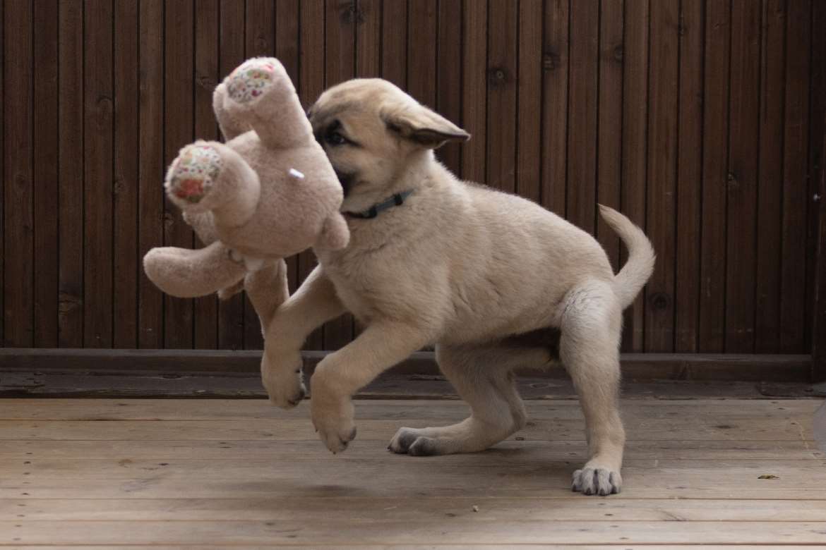 Kangal narttupentu