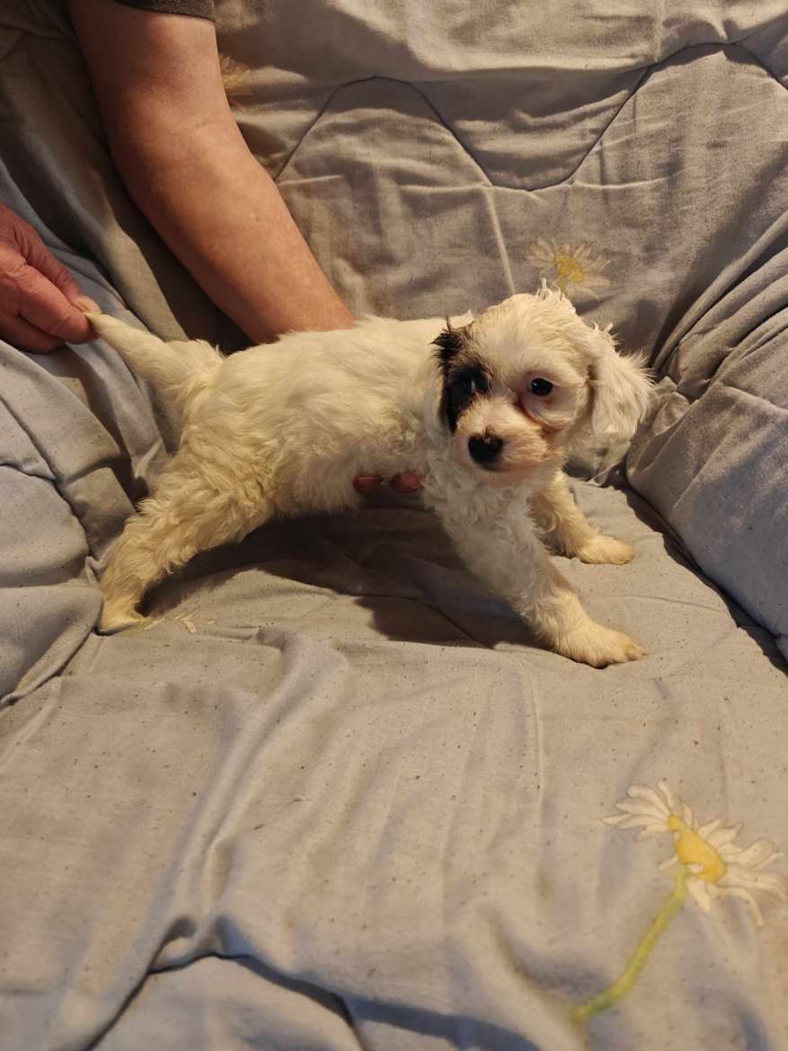 Laitan kuvia puhelimeesi jos olet kiinostunut.