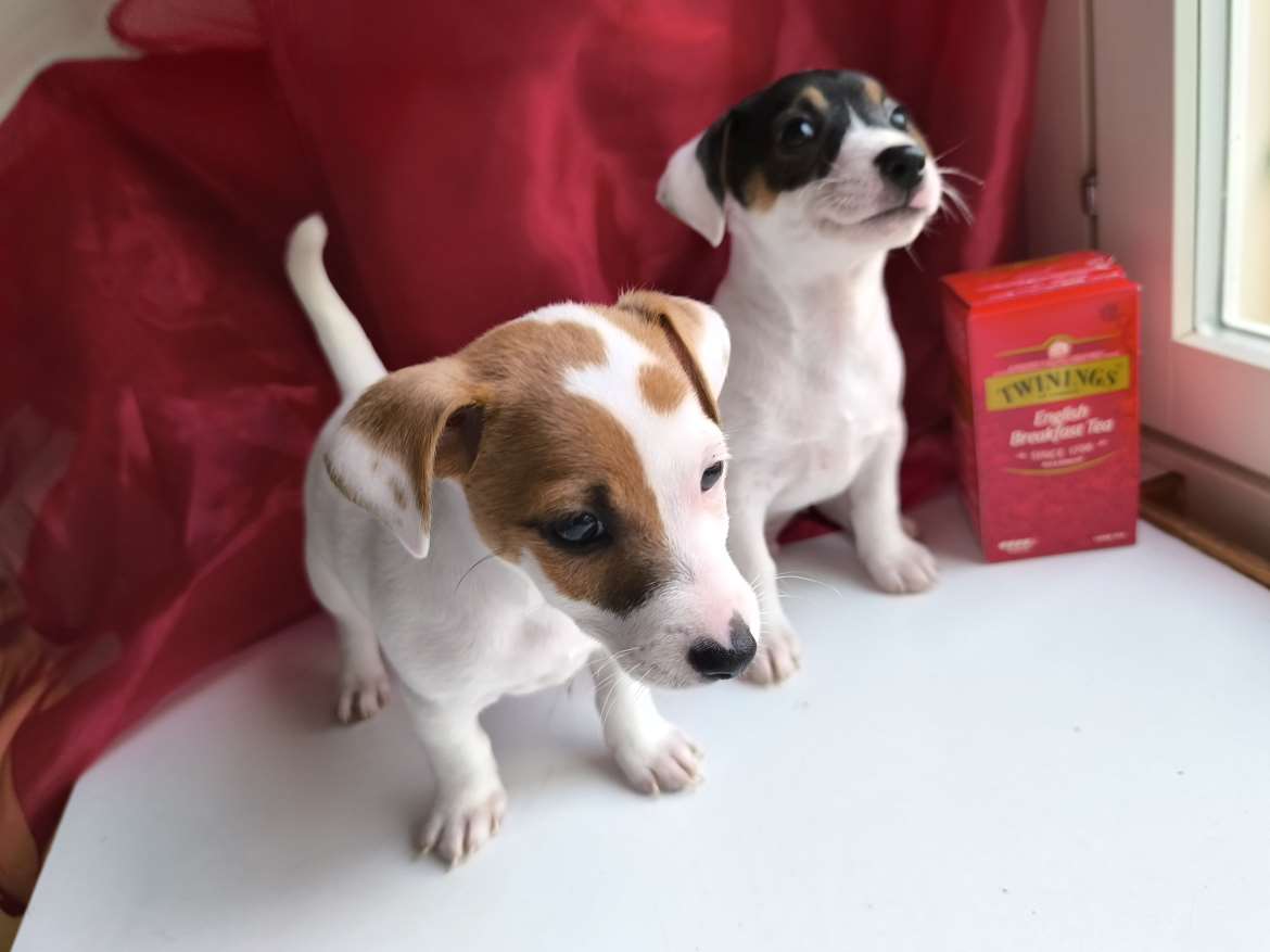 Jackrussellinterrierin pentuja