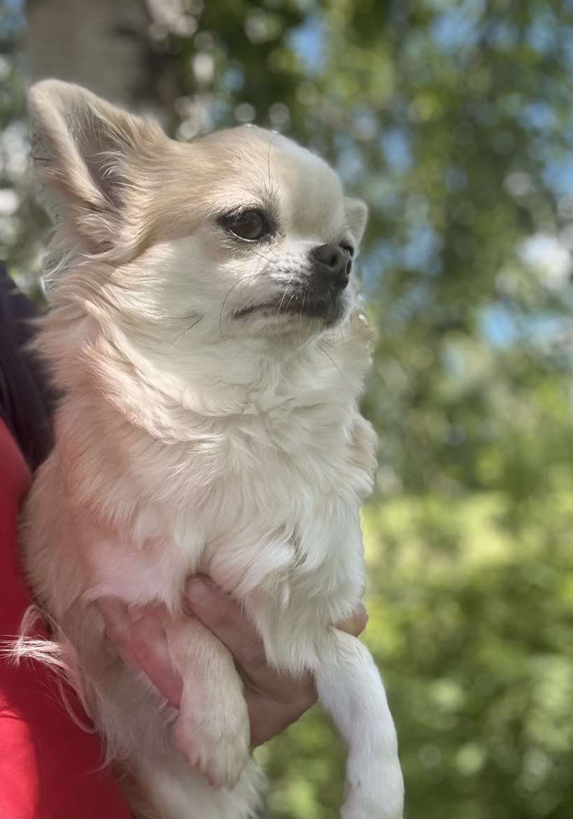3-vuotias pitkäkarvainen chihuahuanarttu myydään pehetilanteen vuoksi.