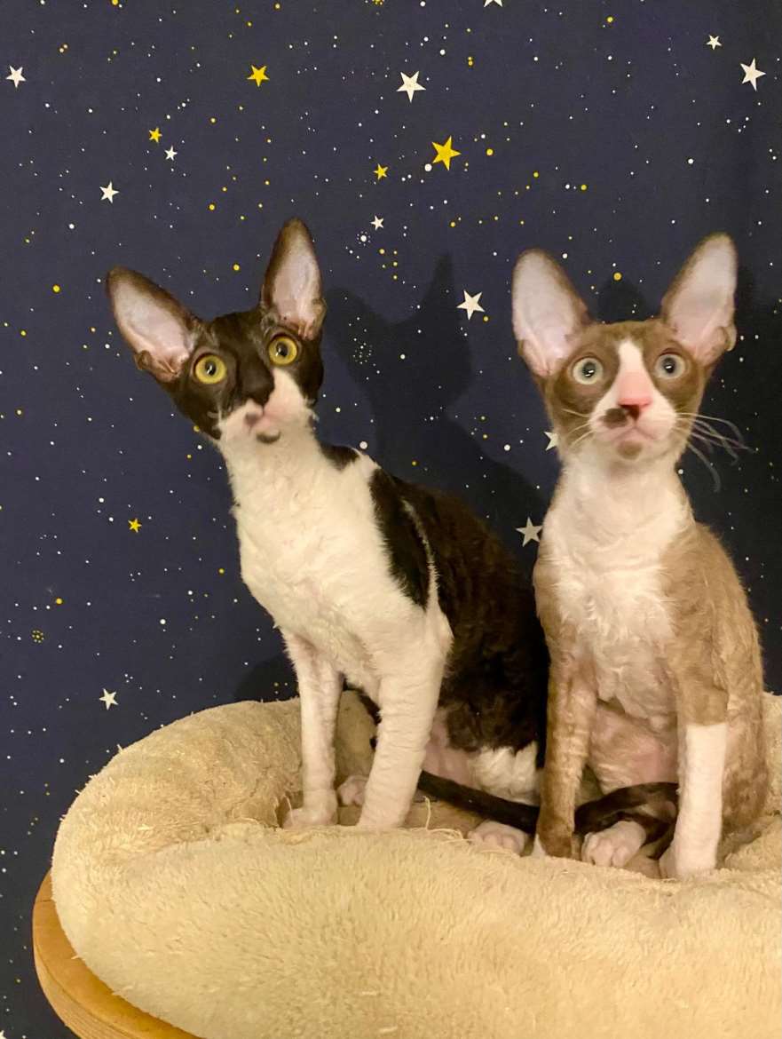 Cornish rex kissanpennut