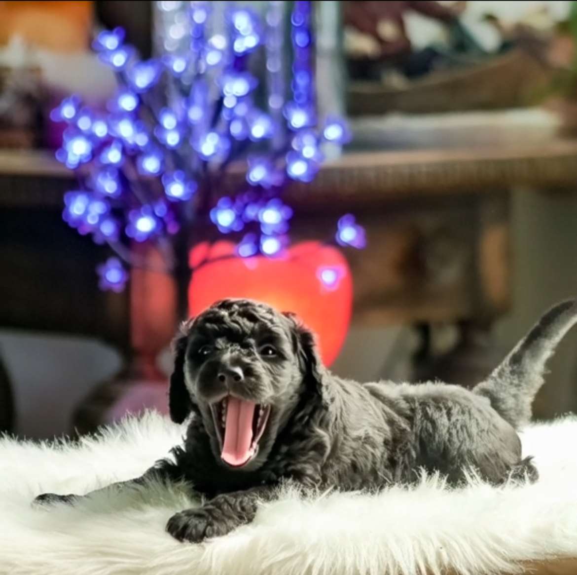 Väinö