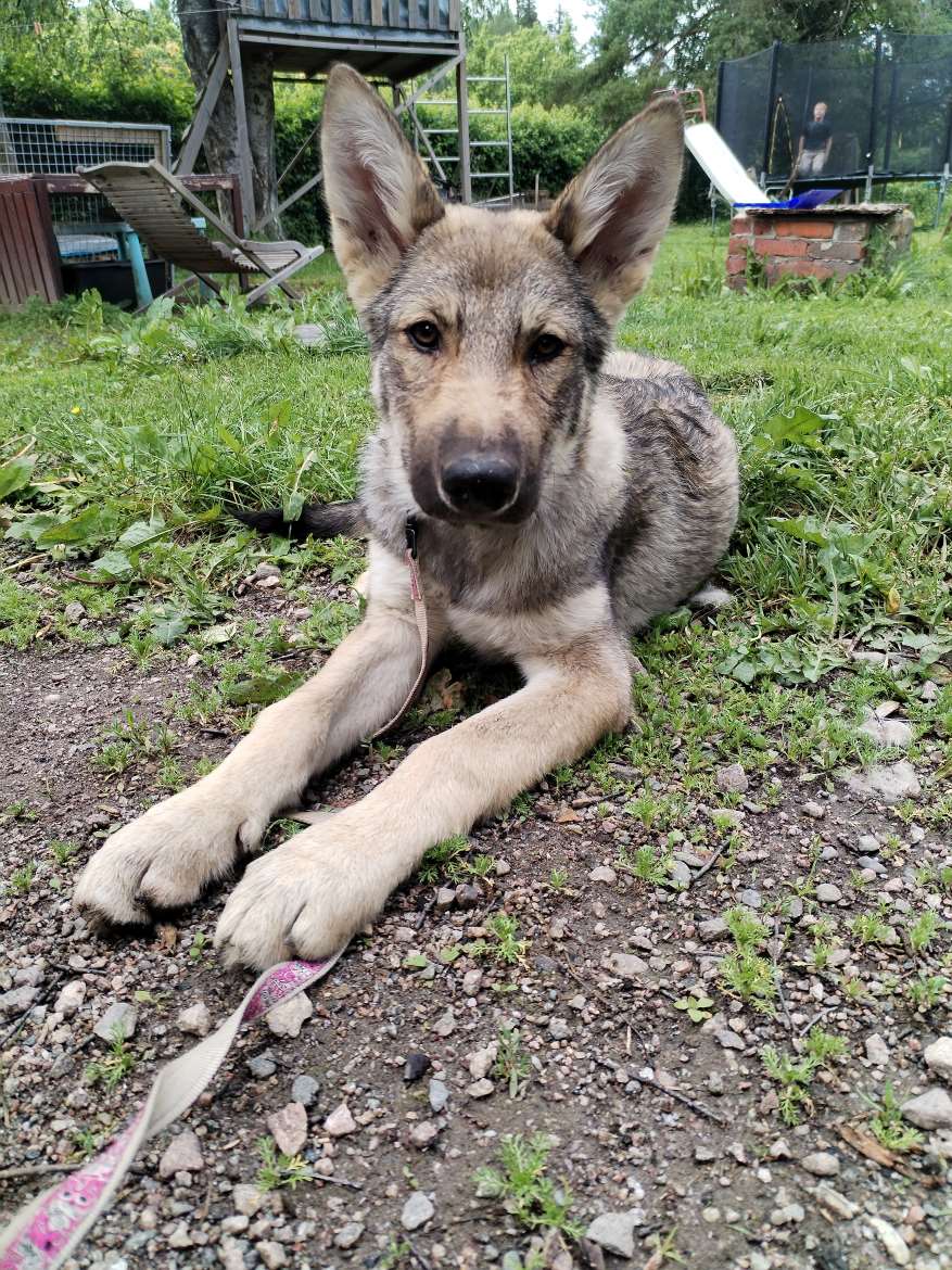 Pilkku on iloinen ja toimelias nuori poika. Pilkku sopii aktiiviselle omistajalle.