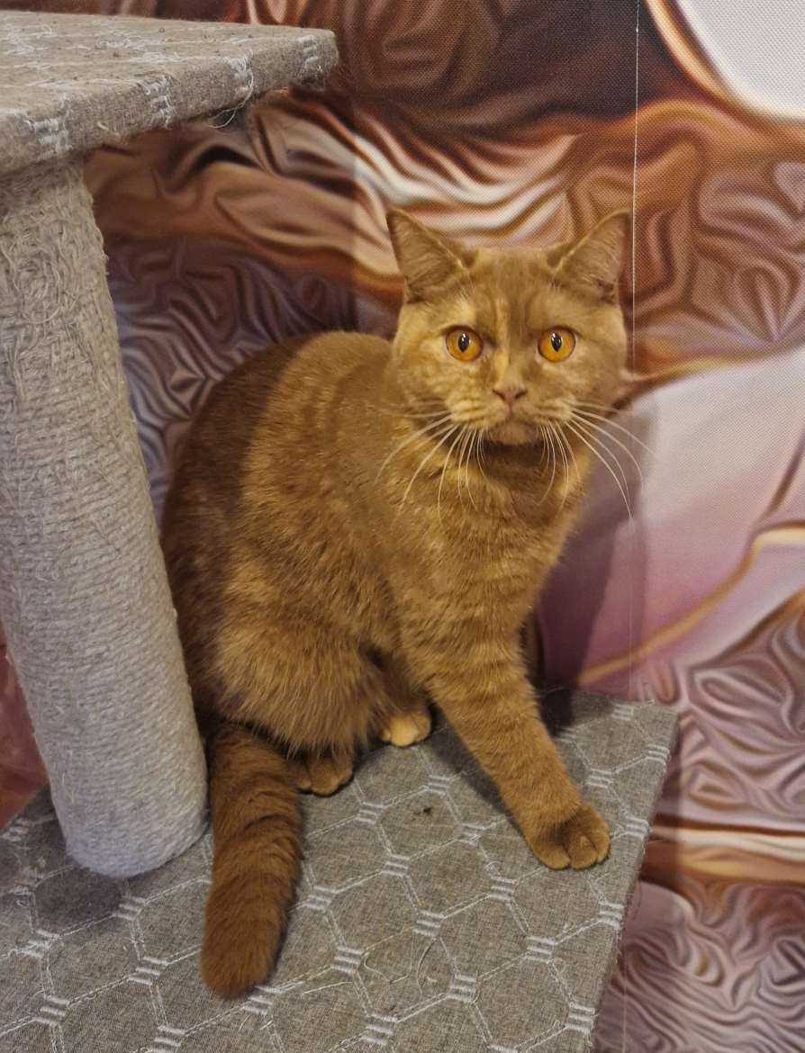 Emo Bri o väri kaneli