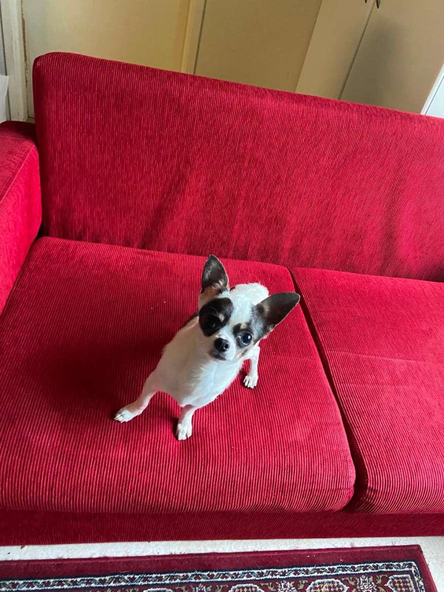 Chihuahua nuori uros