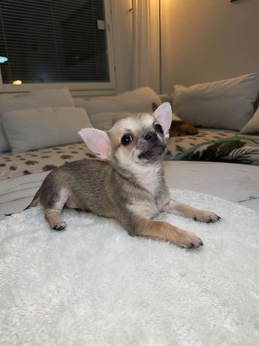 Ihanat Chihuahua-pennut etsivät omaa kotia