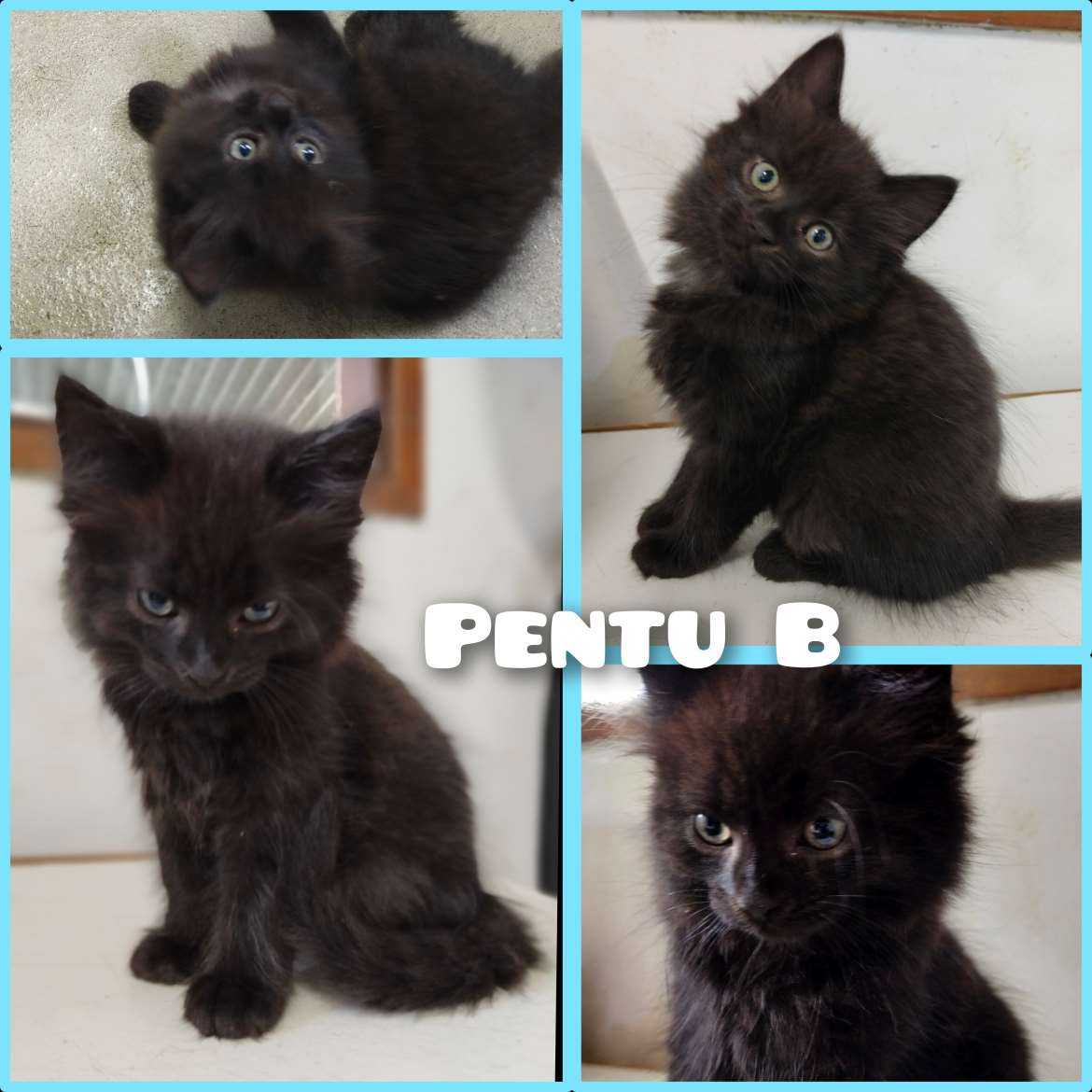 Pentu B pitkäkarvainen poika 