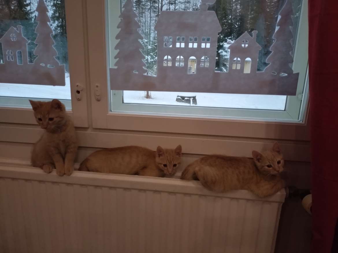 Kaikki pennut ovat lähes samannäköisiä