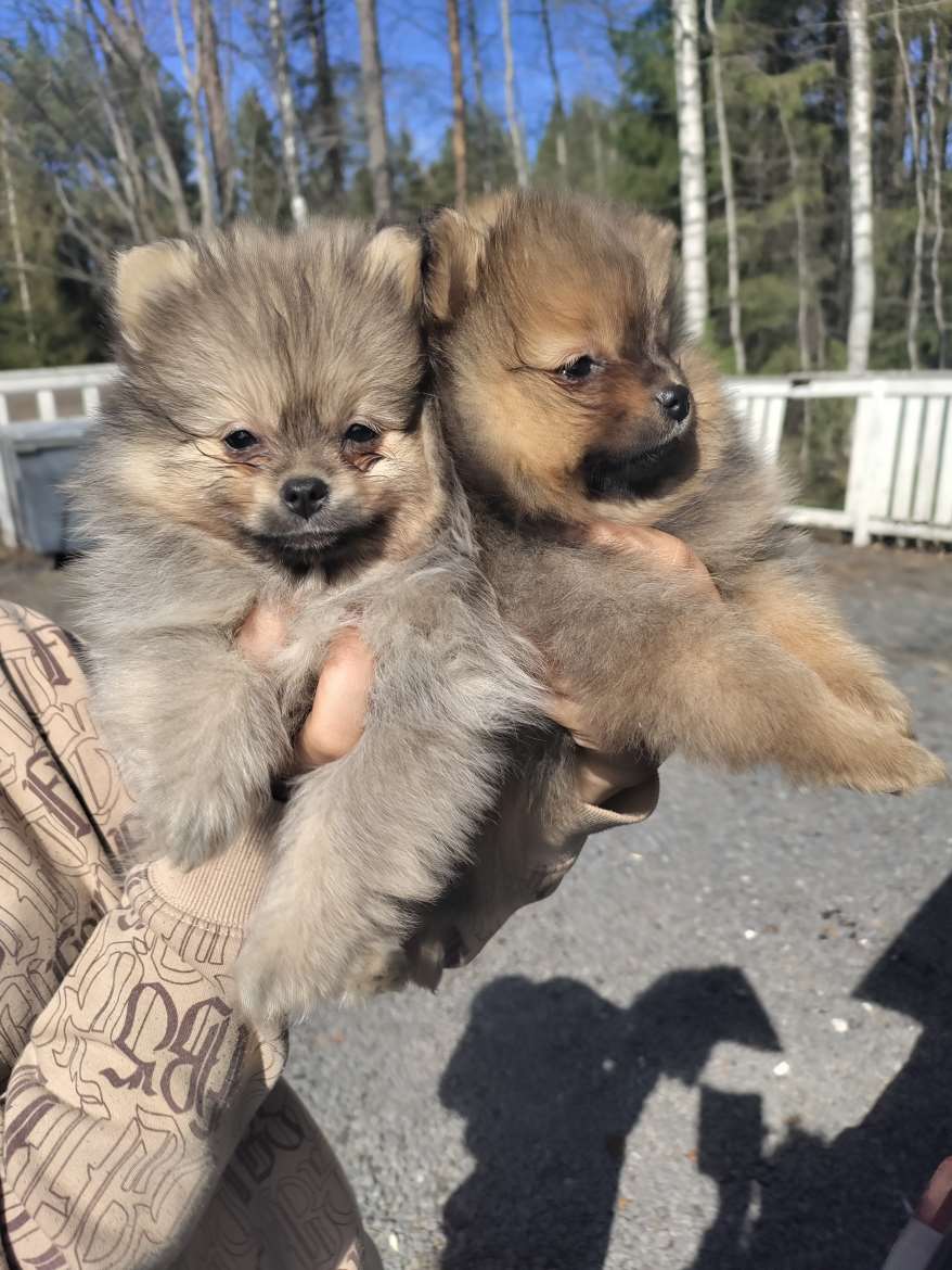 Pomeranian