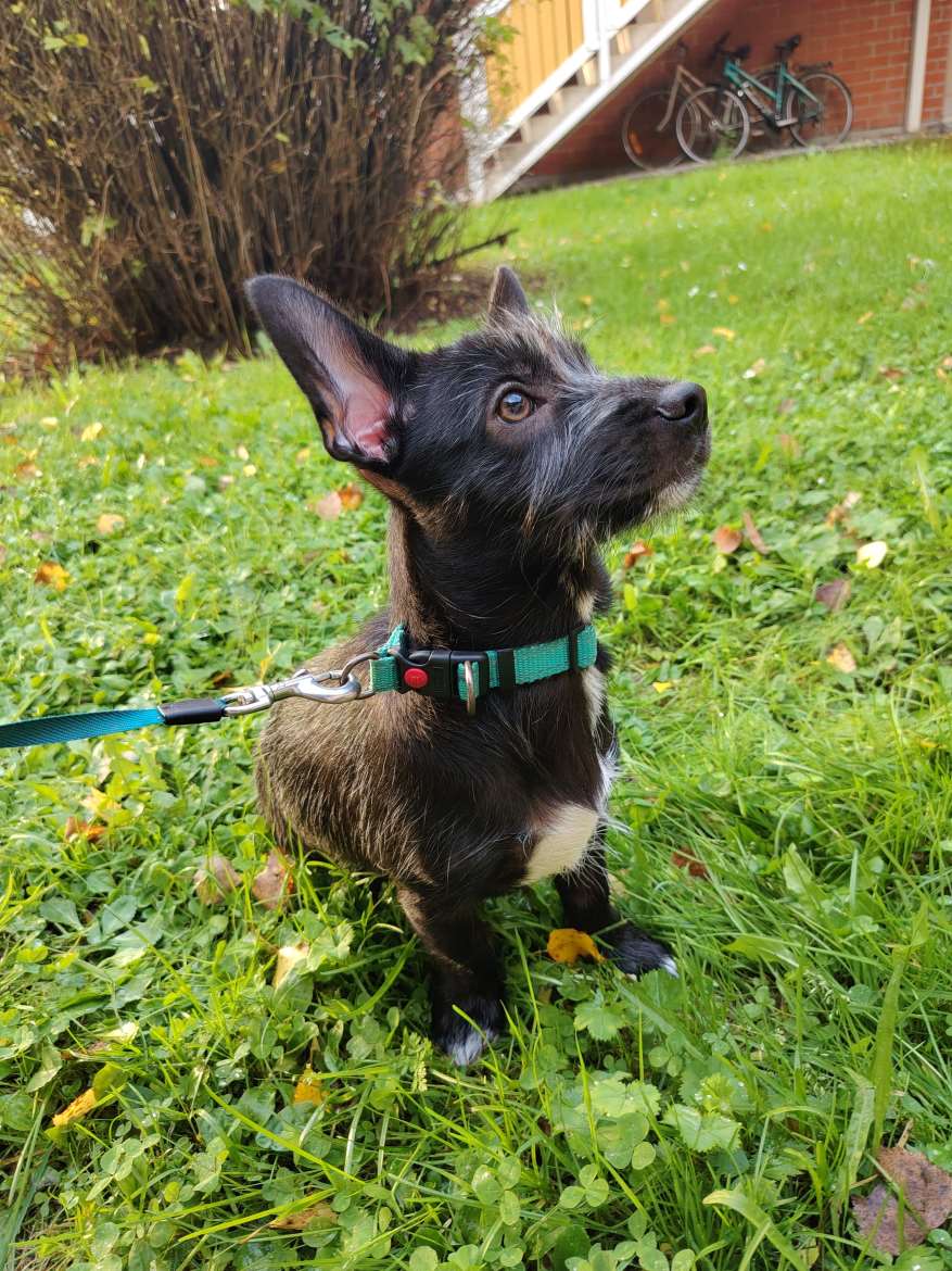 Rambo