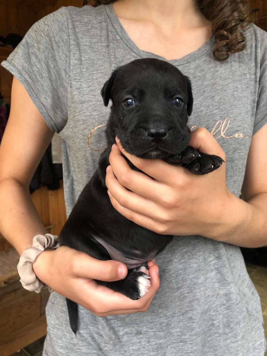 Pitbull/Labradorinnoutajan pentuja