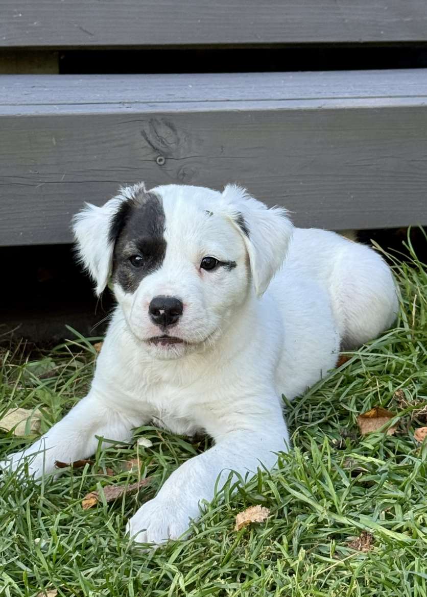 DogHill’s Napoleon