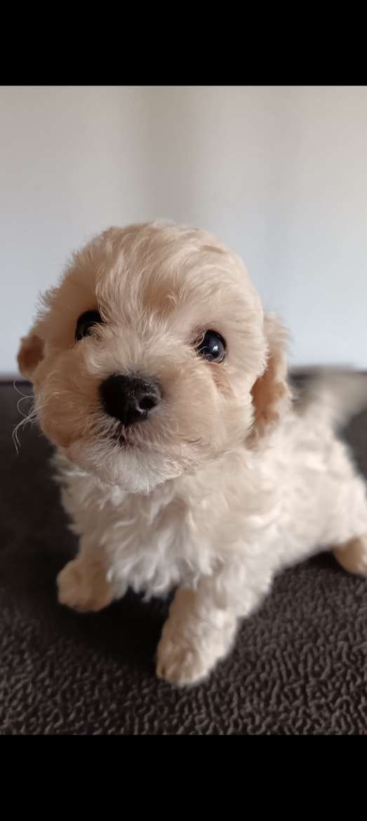 Maltipoo