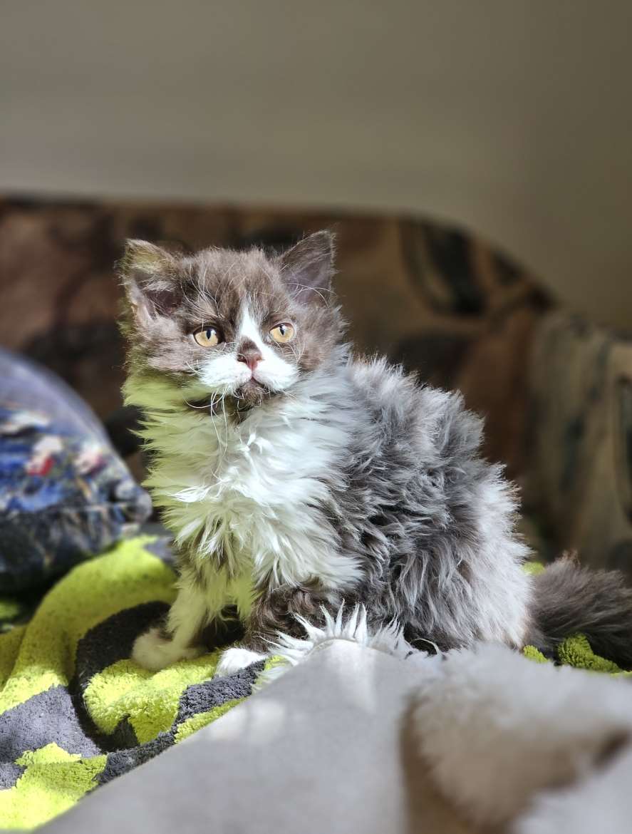 Selkirk Rex -rotuinen kihara poikapentu