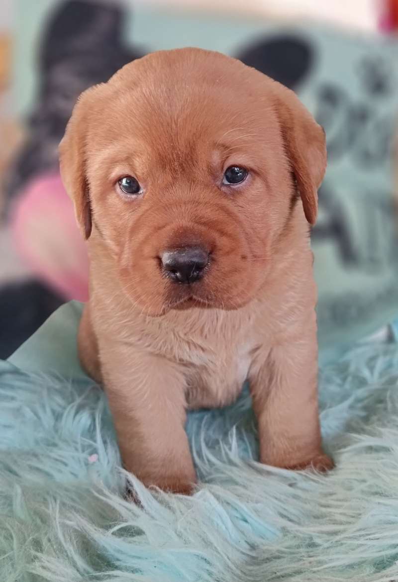 Labradorinnoutaja