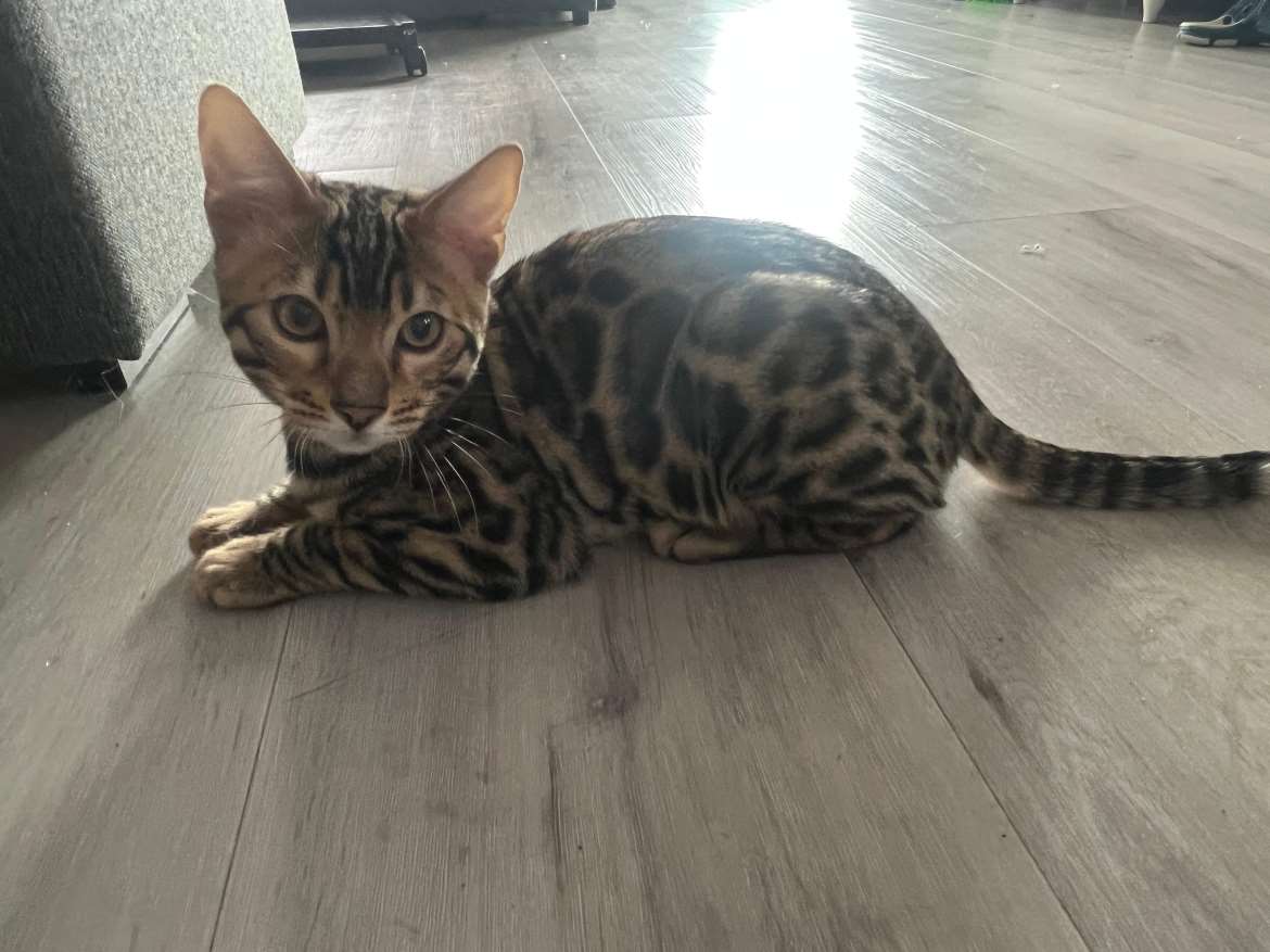 tyttö