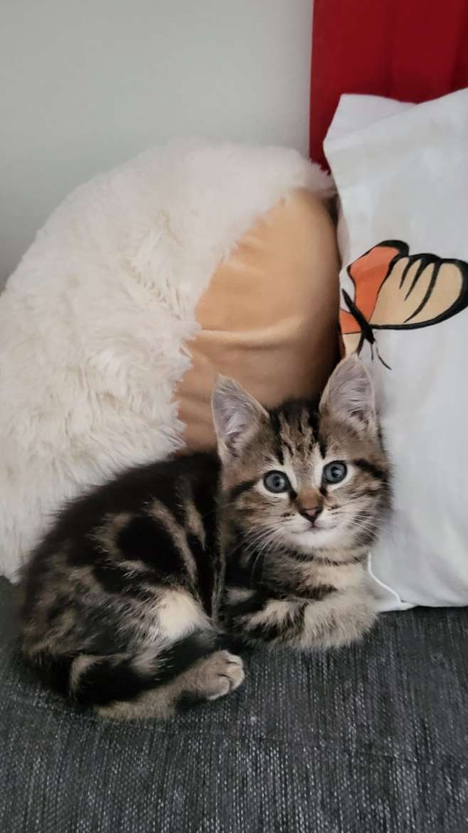 Tyttö