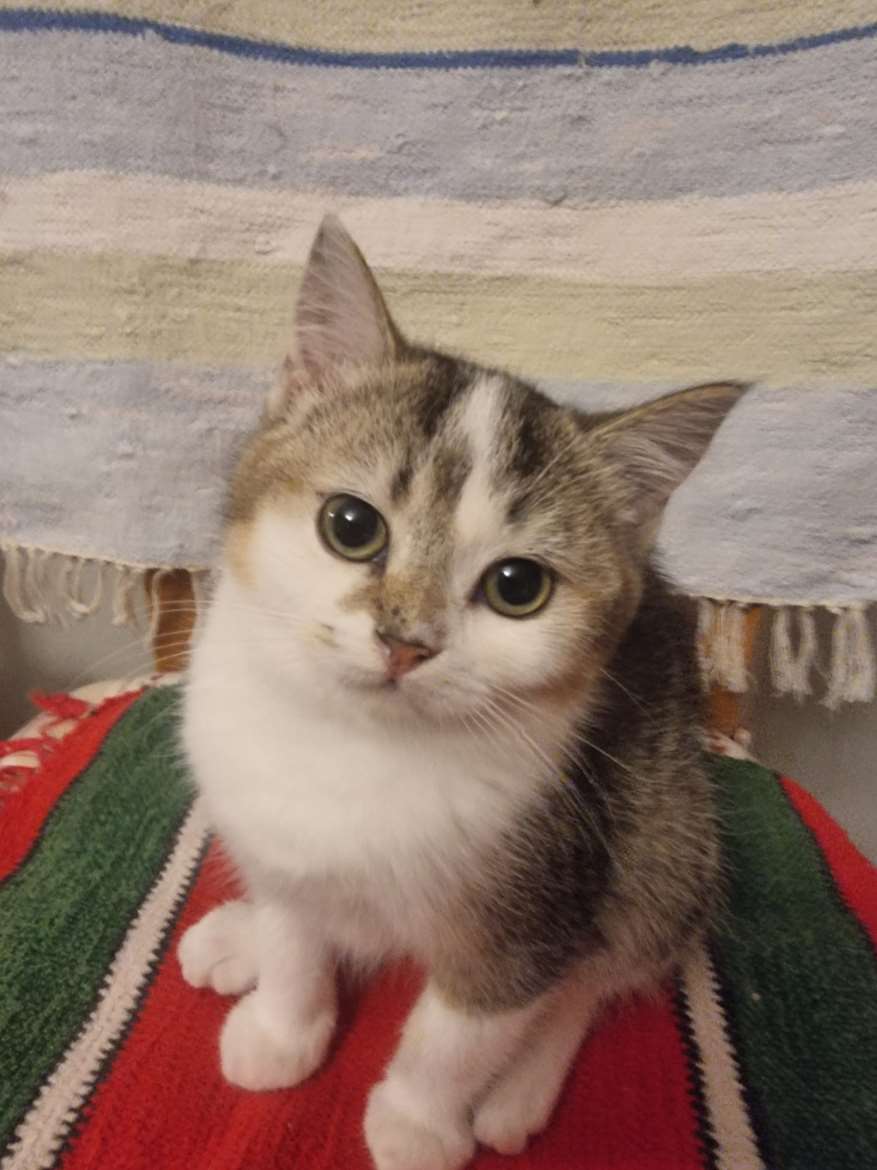tyttö