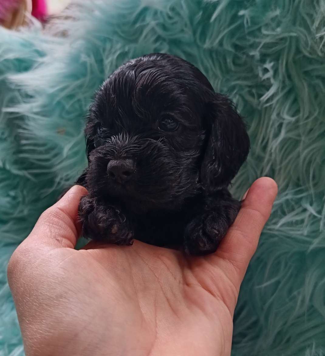 Cockapoo