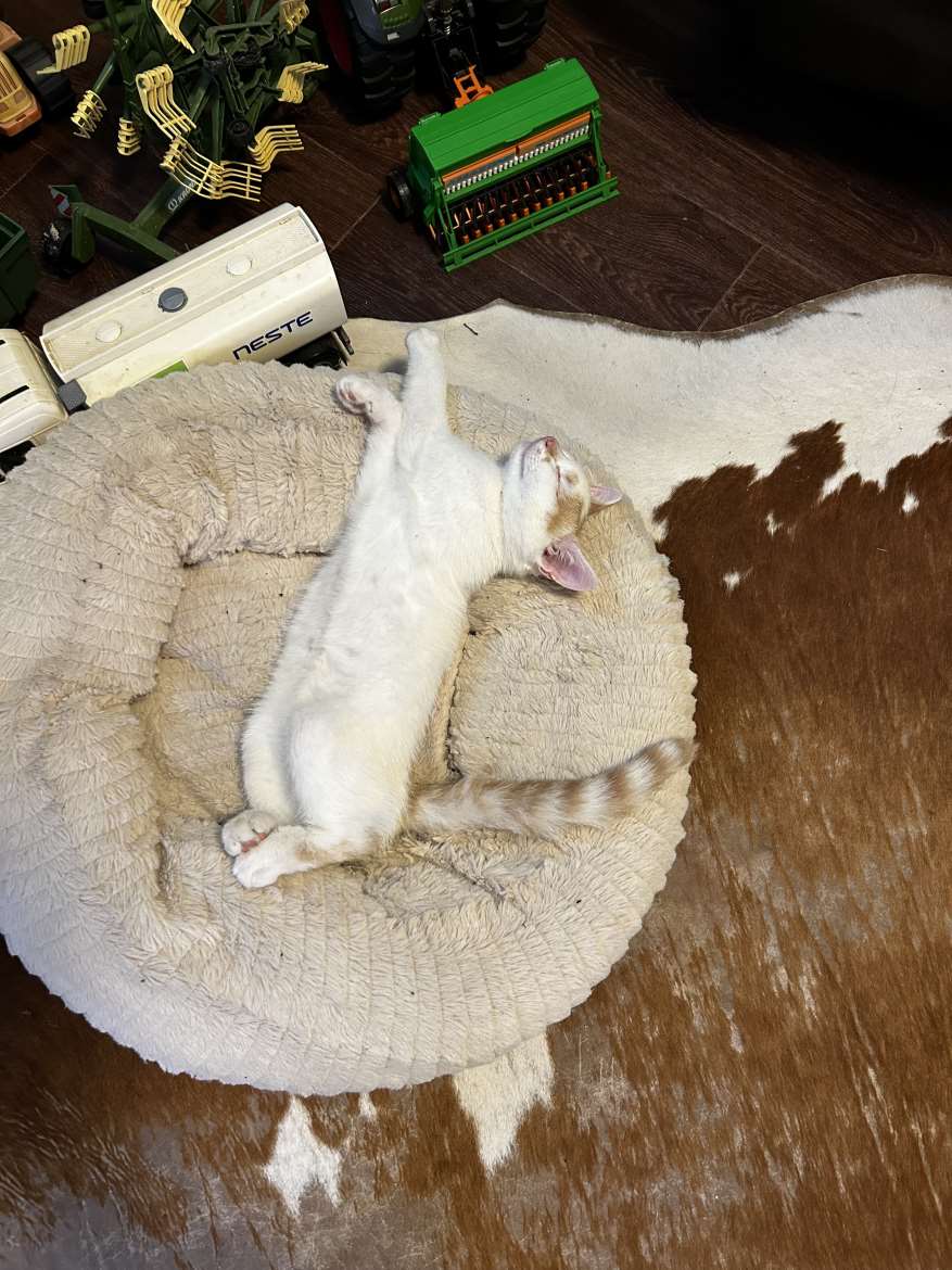 Poikakissanpentu
