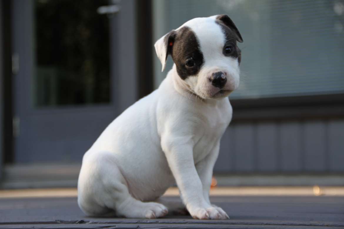 DogHill’s NorthernQueen 