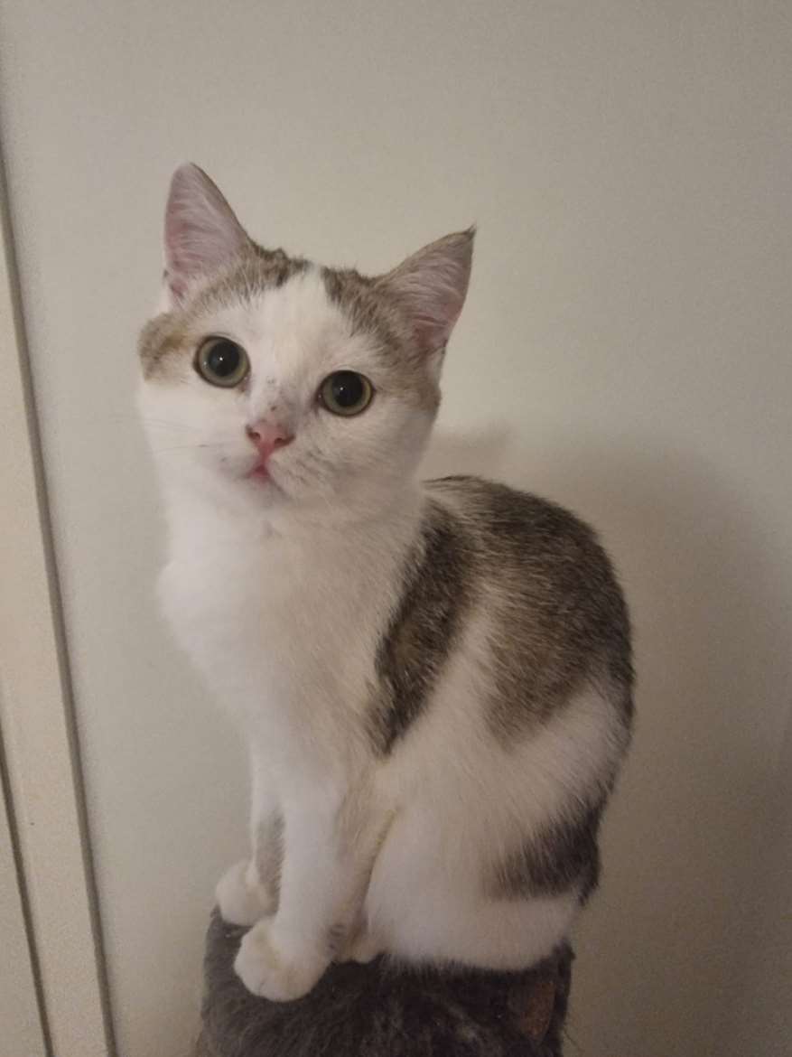 Myydään suloiset kissanpennut
