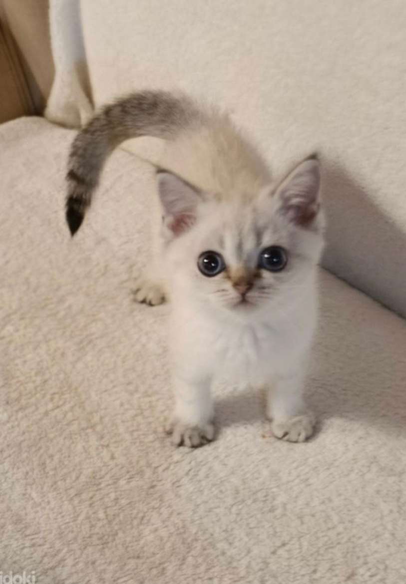 Sinisilmäinen tyttö