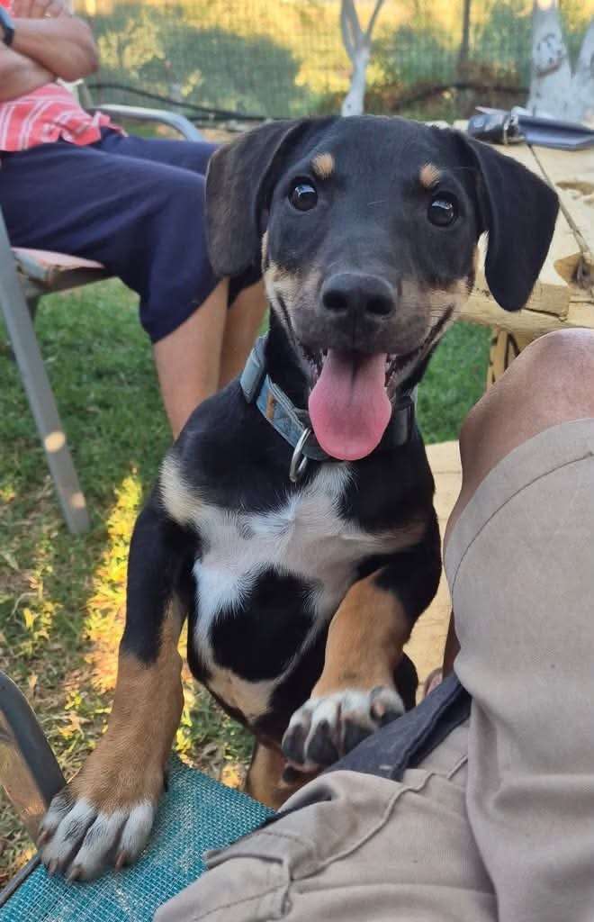 Bruno 