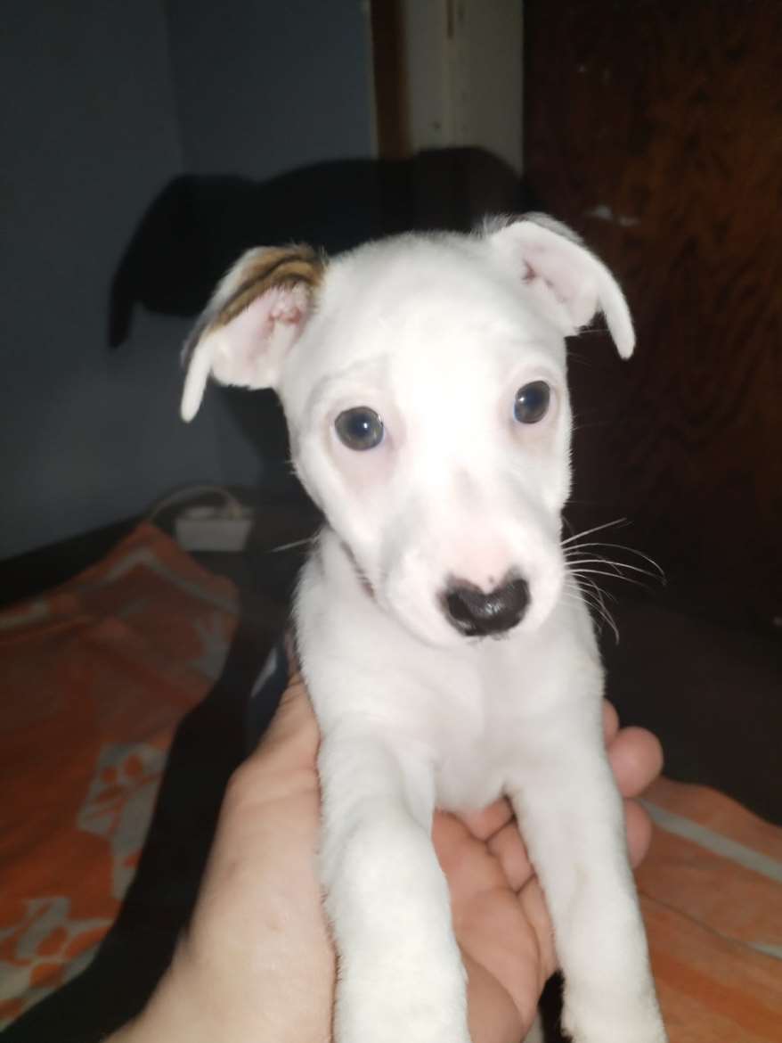 Jackrussellinterrierin pentuja