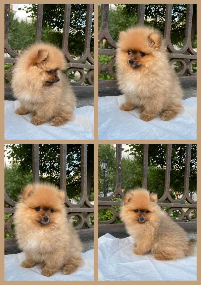 Pomeranian Tyttö Pentu