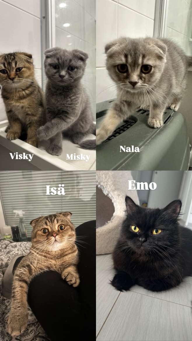 Emo ja isä ei myynnissä, vain pennut!