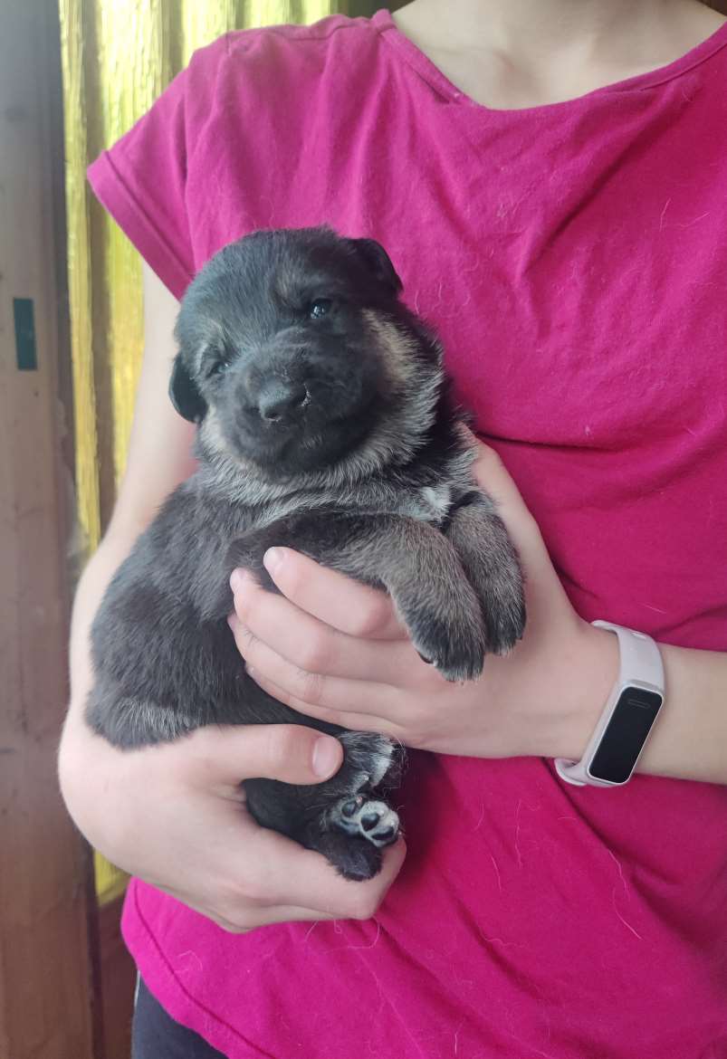 Saksanpaimenkoira/malinoispentuja