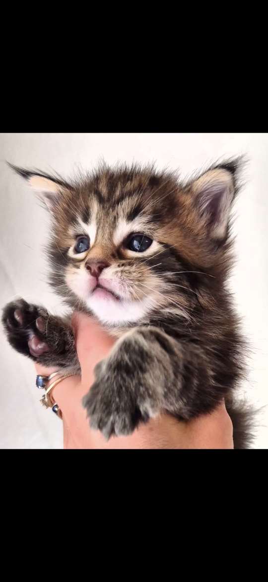 Maine Coon -kissanpennut