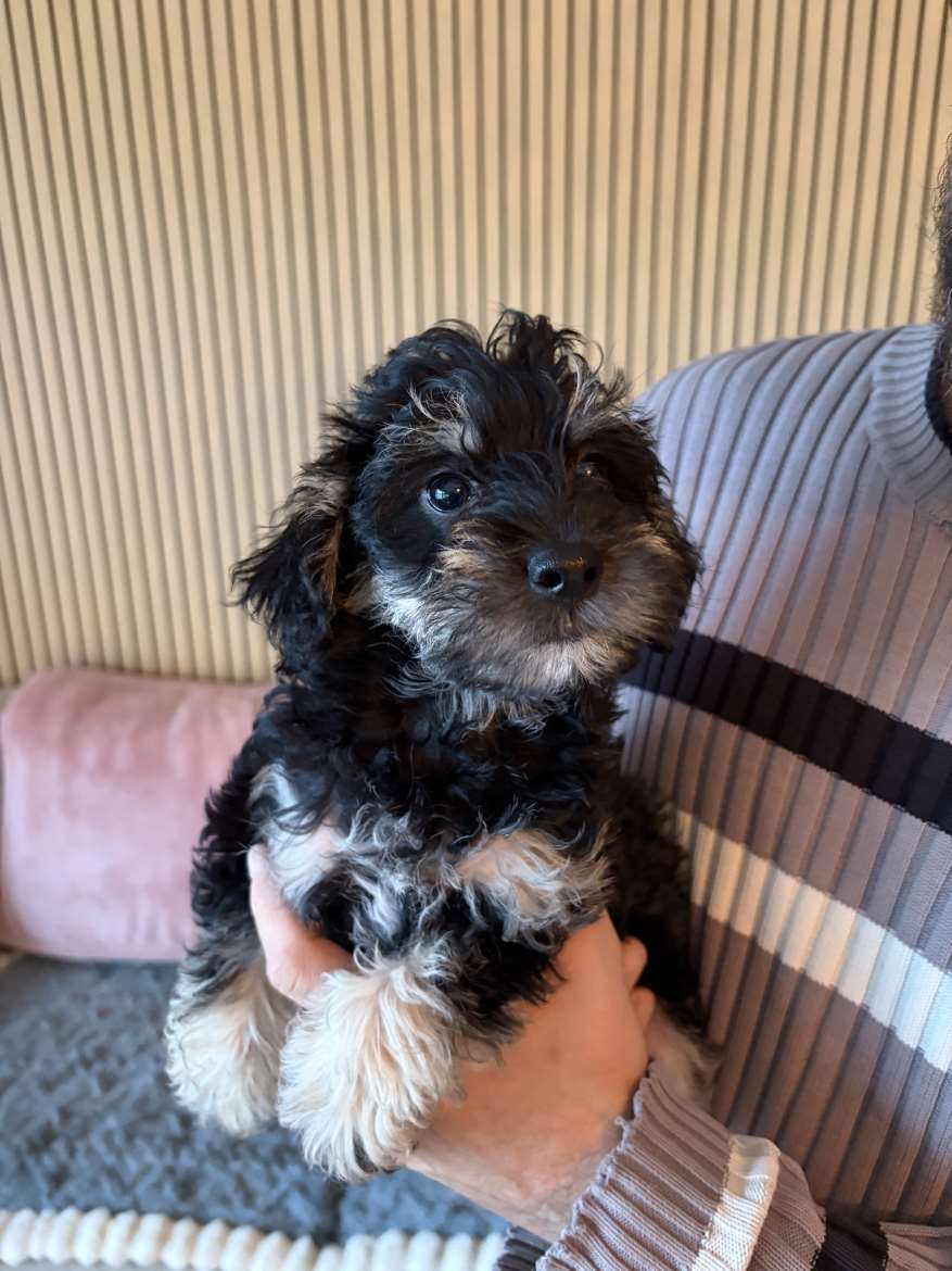 Schnoodle tyttö pennut etsii sijoituskotia