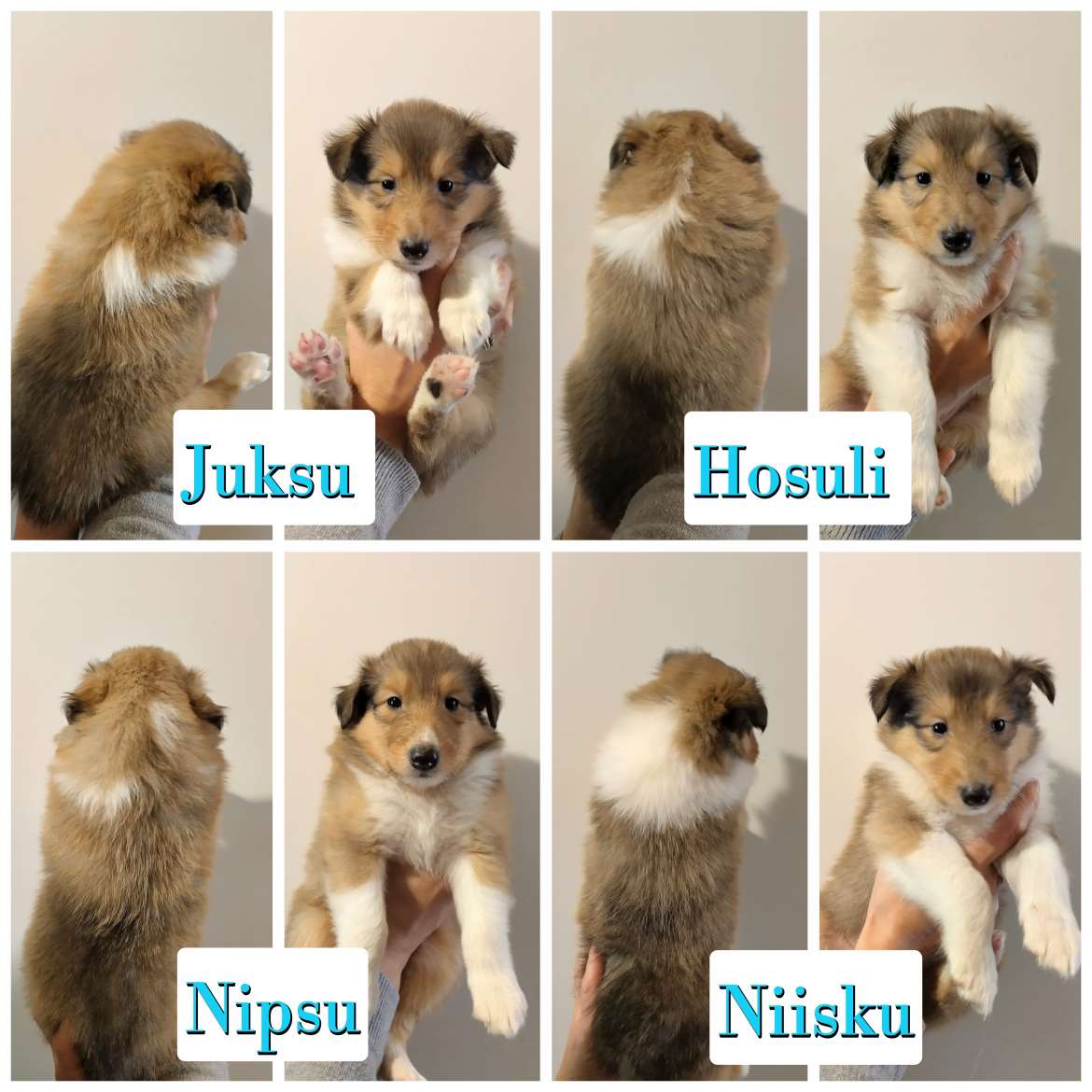 Pitkäkarvainen collie pentuja