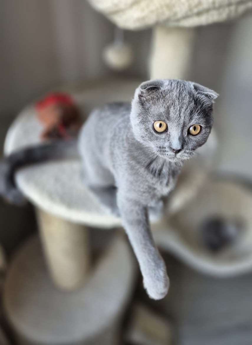 tyttö