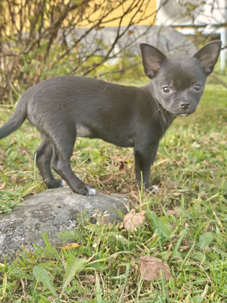 Sekarotuinen pentu
